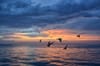 group of birds flying over sea