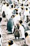 flock of penguins standing on dirty ground